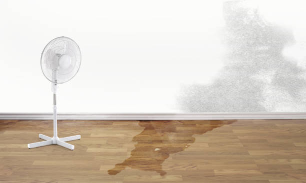 Best Water damage repair service  in Belhaven, NC
