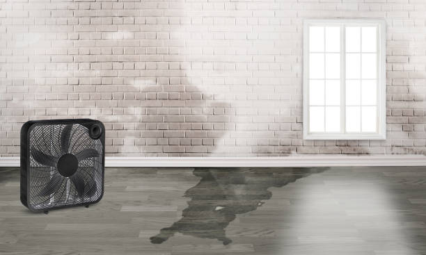 Best Water damage cleanup near me  in Belhaven, NC